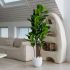 Fiddle Leaf Tree (White Fiberglass Planter - 72 In)