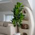 Fiddle Leaf Tree (White Fiberglass Planter - 72 In)