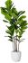 Fiddle Leaf Tree (White Fiberglass Planter - 72 In)