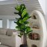 Fiddle Leaf Tree (Black Fiberglass Planter - 72 In)