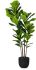 Fiddle Leaf Tree (Black Fiberglass Planter - 72 In)