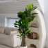 Fiddle Leaf Tree (Beige Fiberglass Planter - 72 In)