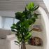 Fiddle Leaf Tree (Beige Fiberglass Planter - 72 In)