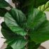 Fiddle Leaf Tree (Beige Fiberglass Planter - 72 In)