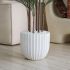 Madagascar Palm (White Fiberglass Planter - 72 In)