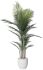 Madagascar Palm (White Fiberglass Planter - 72 In)