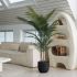 Madagascar Palm (Black Fiberglass Planter - 72 In)