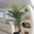 Madagascar Palm (Black Fiberglass Planter - 72 In)