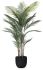 Madagascar Palm (Black Fiberglass Planter - 72 In)