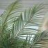 Madagascar Palm (Beige Fiberglass Planter - 72 In)