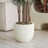 Madagascar Palm (Beige Fiberglass Planter - 72 In)