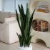 Sanseveria Plant (White Fiberglass Planter - 47 In)