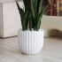 Sanseveria Plant (White Fiberglass Planter - 47 In)