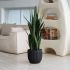 Sanseveria Plant (Black Fiberglass Planter - 47 In)