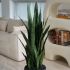 Sanseveria Plant (Black Fiberglass Planter - 47 In)