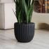Sanseveria Plant (Black Fiberglass Planter - 47 In)