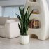 Sanseveria Plant (Beige Fiberglass Planter - 47 In)