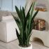 Sanseveria Plant (Beige Fiberglass Planter - 47 In)