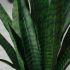Sanseveria Plant (Beige Fiberglass Planter - 47 In)
