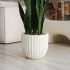 Sanseveria Plant (Beige Fiberglass Planter - 47 In)
