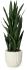 Sanseveria Plant (Beige Fiberglass Planter - 47 In)