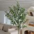 Olive Tree (White Fiberglass Planter - 47 In)