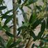 Olive Tree (White Fiberglass Planter - 47 In)