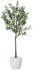 Olive Tree (White Fiberglass Planter - 47 In)