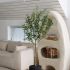 Olive Tree (Black Fiberglass Planter - 47 In)