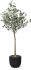 Eucalyptus Tree (Black Fiberglass Planter - 69 In)