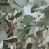 Eucalyptus Tree (Beige Fiberglass Planter - 69 In)