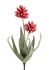 Cactus Flower Artificial Flower (53 x 12 x 12 - Ribbon Red)