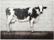 Holstein Oil Painting (Grey)