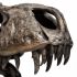 Lagrane Tyrannosaurus T Rex Dinosaur Skull Replica