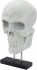 Braincase Skull Statue (White)
