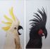 Birds Of A Feather (Ensemble de 2 - 30 X 60 - Cadre Flottant Blanc)