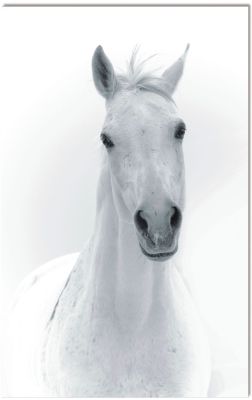 White Horse Portrait d'Un Cheval Blanc en Acrylique (60 X 40)