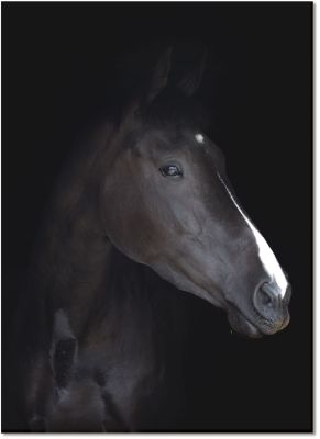 Black Horse Portrait d'Un Cheval Noir en Acrylique (48 X 30)