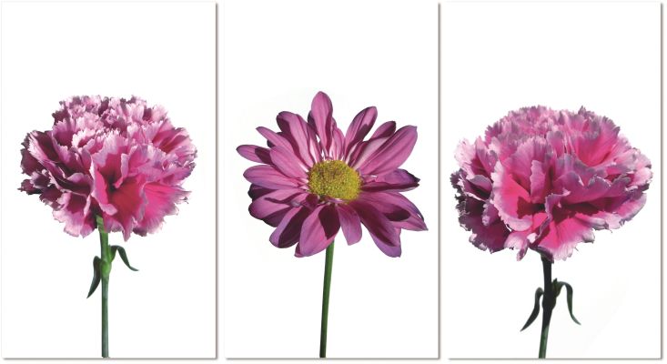 Carnations - 3 Piece acrylic picture of pink flowers consisting of 2 carnations and 1 daisy with stems (40 x 72)