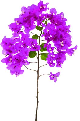 Bougainvillea - Acrylic picture of a pink blooming bougainvillea (36 x 24)
