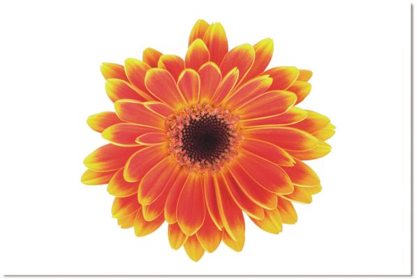 Gerber Image Acrylique d'Une Fleur (40 X 40)