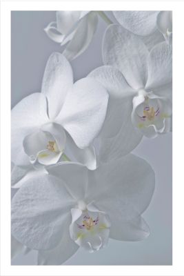 Wild Orchid - Acrylic picture of white orchid flowers in close view (48 x 30)