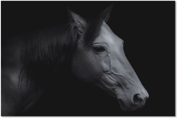 Black Horse - Acrylic headshot portrait of a Russian Black horse (60 x 40)