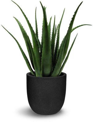 Aloes (30 Po - Vert)