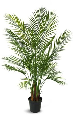 Palmier Areca (59 Po - Vert)