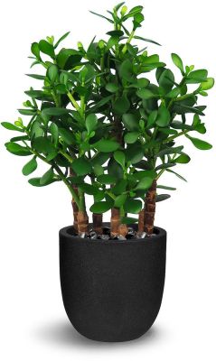 Plante de Jade (24 Po - Vert)