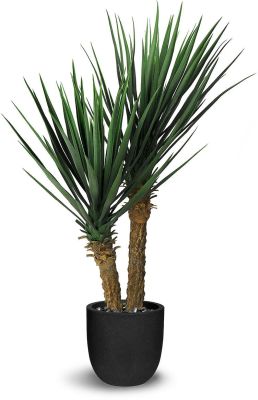 Yucca Rostrata (39 Po - Vert)