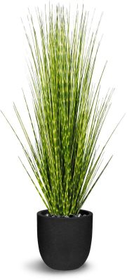 Zebra Grass (48 Inch - Green And Yellow)