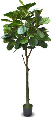 Fiddle Leaf Fig (Green - 72 In)