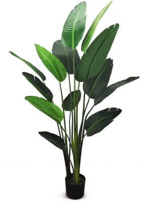 Traveller's Palm (70.5 Inch - Green)